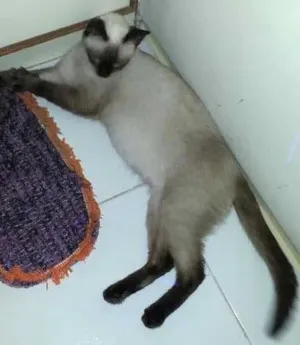 Gato raça Siamês idade 2 a 6 meses nome Sem nome 