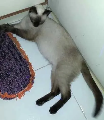 Gato ra a Siamês idade 2 a 6 meses nome Sem nome 