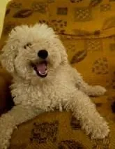 Cachorro raça Poodle idade 4 anos nome Polly 