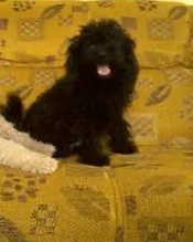 Cachorro raça Poodle idade 4 anos nome Billie Jean
