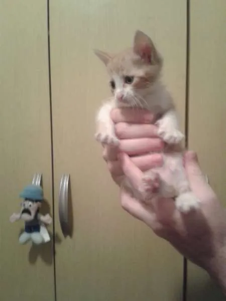 Gato ra a  idade 2 a 6 meses nome Lince