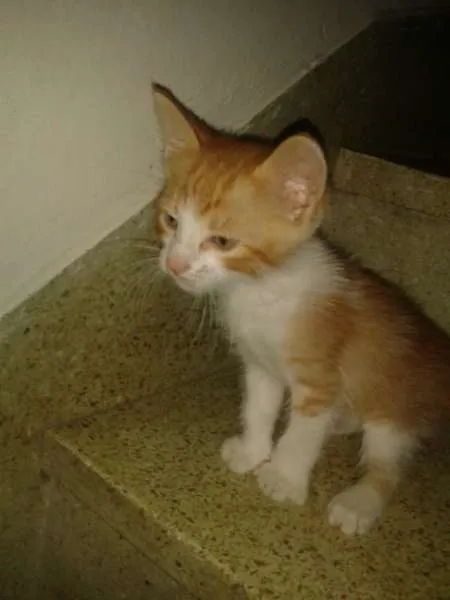 Gato ra a  idade 2 a 6 meses nome Lince