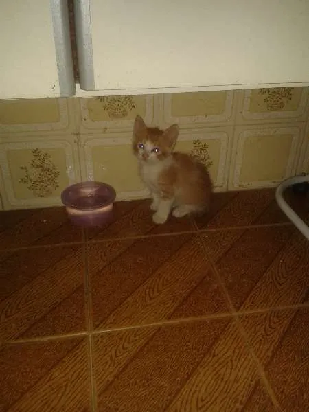Gato ra a  idade 2 a 6 meses nome Lince