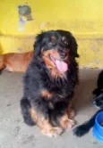 Dalila