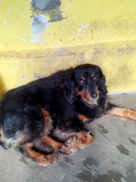 Cachorro ra a SRD idade 3 anos nome Dalila