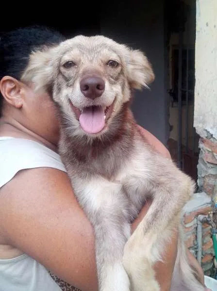 Cachorro ra a SRD idade 7 a 11 meses nome Brisa