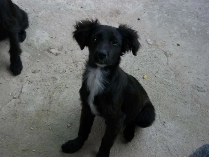 Cachorro raça labrador c/ viralata idade 2 a 6 meses nome mel, pitukinha, marlei