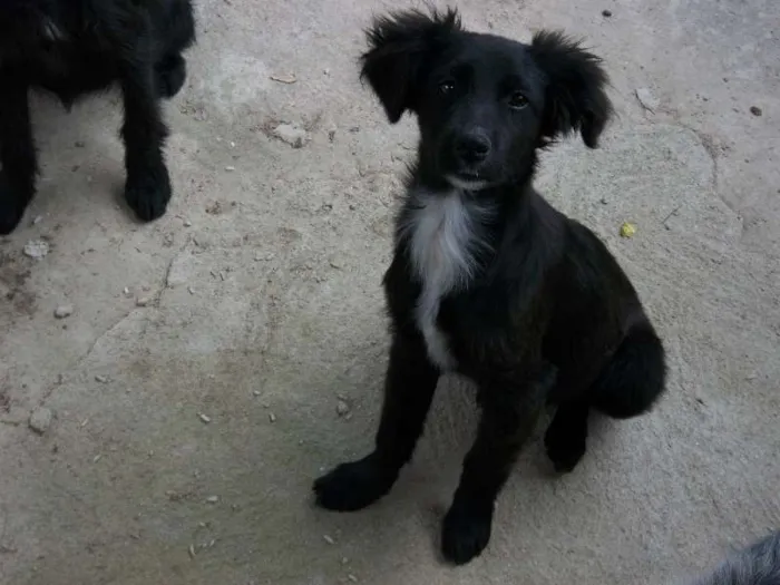 Cachorro raça labrador c/ viralata idade 2 a 6 meses nome mel, pitukinha, marlei