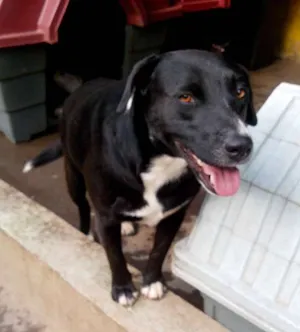 Cachorro raça SRD idade 1 ano nome Nega