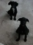 mel, pitukinha, marlei