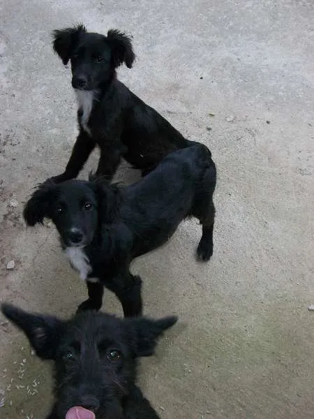 Cachorro raça labrador c/ viralata idade 2 a 6 meses nome mel, pitukinha, marlei