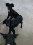 mel, pitukinha, marlei
