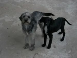Cachorro raça labrador c/ viralata idade 2 a 6 meses nome mel, pitukinha, marlei