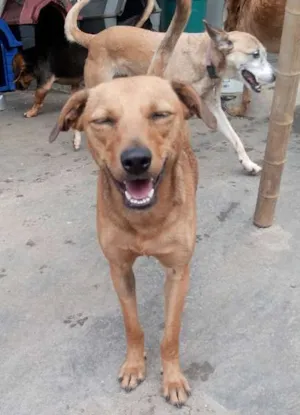 Cachorro raça SRD idade 7 a 11 meses nome Xuxinha