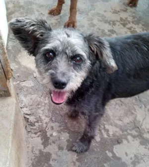 Cachorro raça SRD idade 6 ou mais anos nome Estopinha