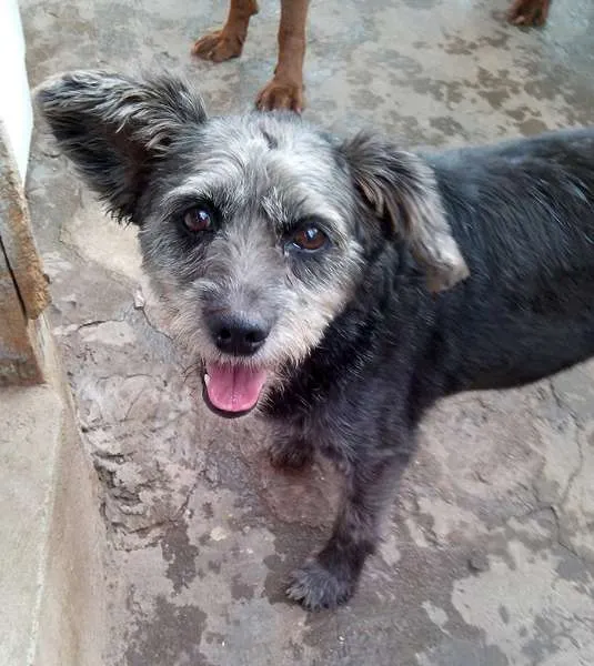 Cachorro ra a SRD idade 6 ou mais anos nome Estopinha