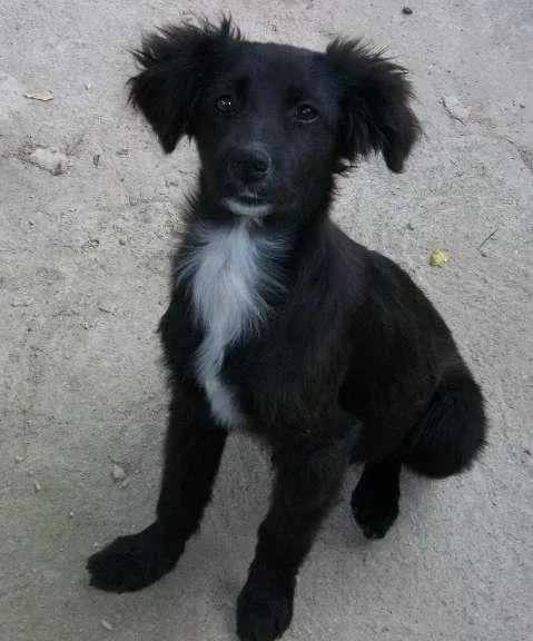 Cachorro raça labrador c/ viralata idade 2 a 6 meses nome mel, pitukinha, marlei