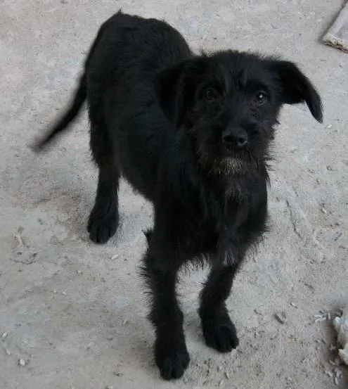 Cachorro raça labrador c/ viralata idade 2 a 6 meses nome mel, pitukinha, marlei