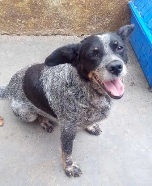 Cachorro ra a SRD idade  nome Crispin