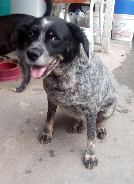 Cachorro ra a SRD idade  nome Crispin
