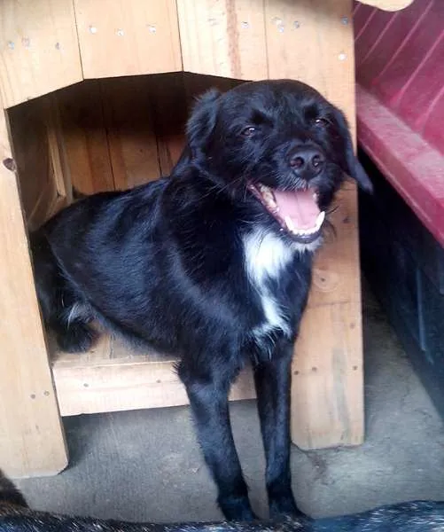 Cachorro ra a SRD idade 2 anos nome Neguinho