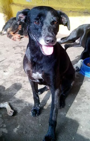 Cachorro ra a SRD idade 3 anos nome Bob
