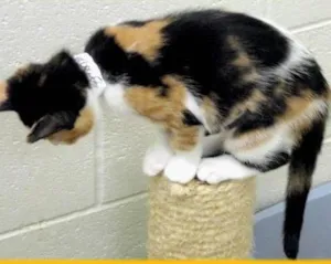 Gato raça misturada idade 2 a 6 meses nome lala