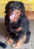 Dalila