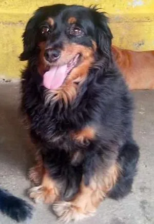 Cachorro raça SRD idade 3 anos nome Dalila