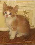 Gato ra a  idade 2 a 6 meses nome Lince