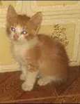 Lince