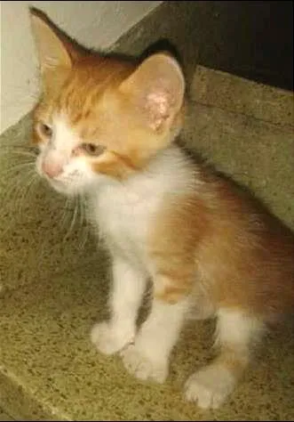 Gato ra a  idade 2 a 6 meses nome Lince