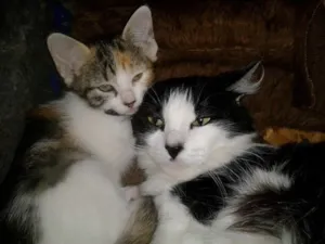 Gato raça SRD idade 2 a 6 meses nome Laila & lolita