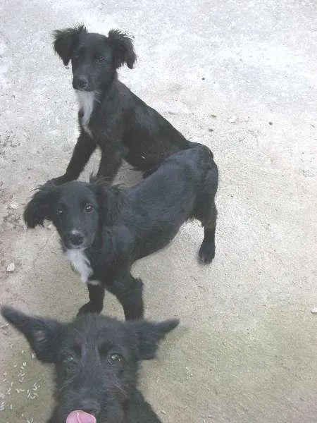 Cachorro raça labrador c/ viralata idade 2 a 6 meses nome mel, pitukinha, marlei