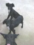mel, pitukinha, marlei