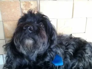 Cachorro raça Lhasa Apso idade 6 ou mais anos nome Spayke