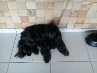 Cachorro raça Lhasa Apso idade 6 ou mais anos nome Spayke