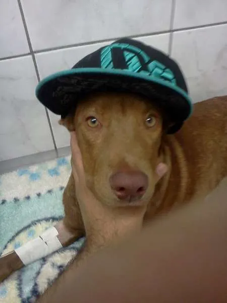 Cachorro ra a (srd) Mestiço PIT BULL idade 7 a 11 meses nome S