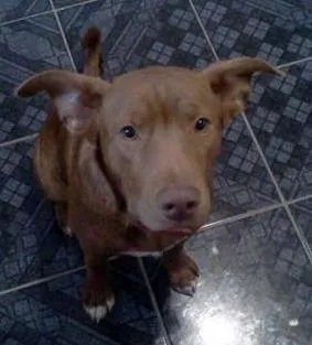 Cachorro ra a (srd) Mestiço PIT BULL idade 7 a 11 meses nome S