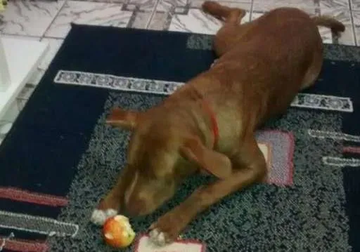 Cachorro ra a (srd) Mestiço PIT BULL idade 7 a 11 meses nome S