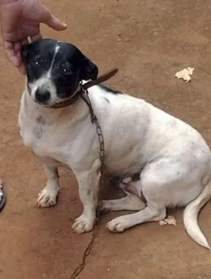 Cachorro raça SRD idade  nome Beibe