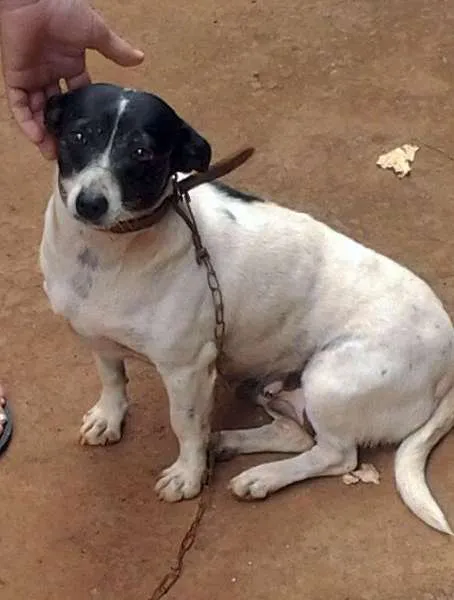 Cachorro ra a SRD idade  nome Beibe