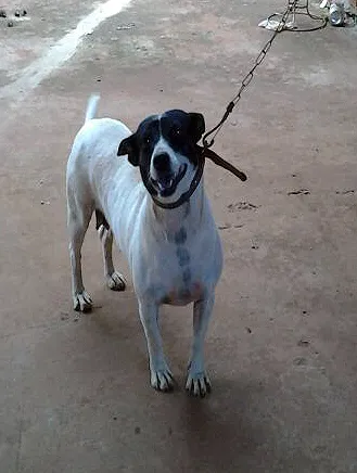 Cachorro ra a SRD idade  nome Beibe