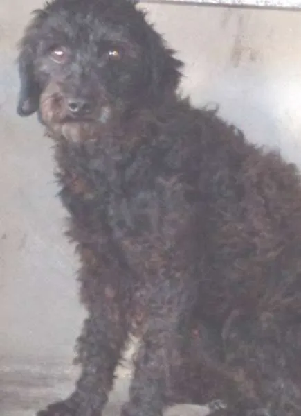 Cachorro ra a Poodle idade 7 a 11 meses nome LEPE