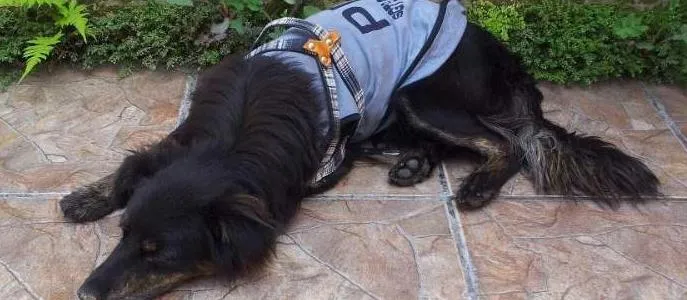 Cachorro ra a SRD idade 1 ano nome Fredd