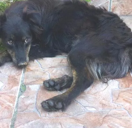 Cachorro ra a SRD idade 1 ano nome Fredd