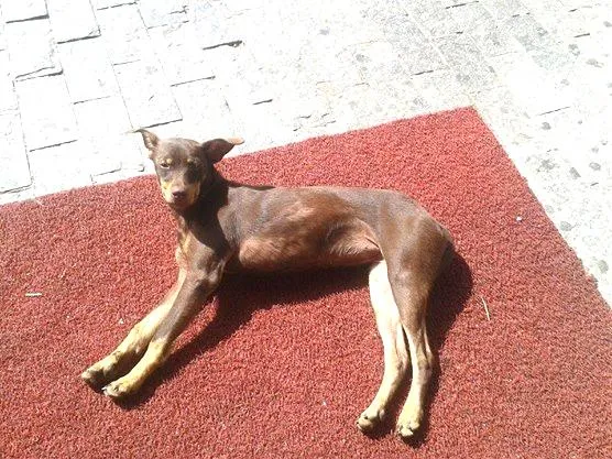 Cachorro ra a SRD idade 7 a 11 meses nome Trinity