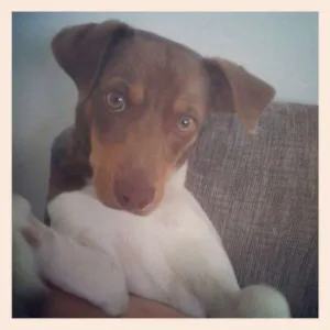 Cachorro raça Fox Paulistinha idade 1 ano nome Tampico