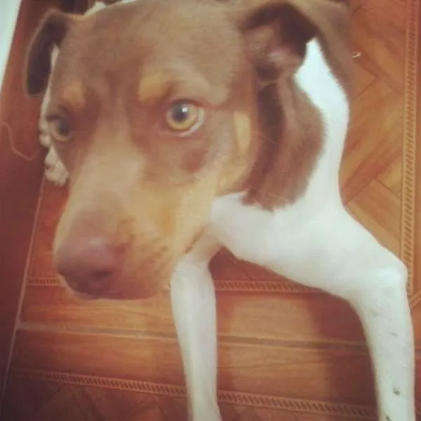 Cachorro ra a Fox Paulistinha idade 1 ano nome Tampico