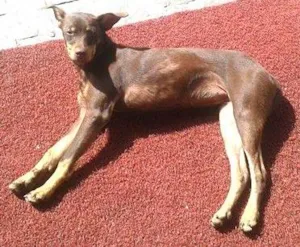 Cachorro raça SRD idade 7 a 11 meses nome Trinity
